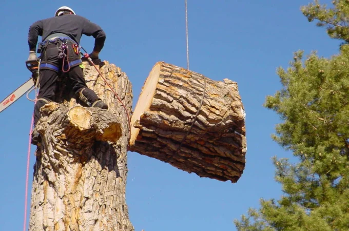 How a Tree Service Can Benefit Your Business