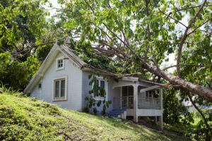 tree removal