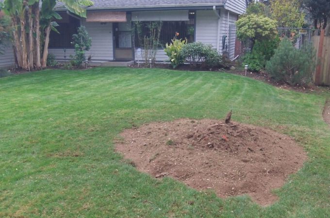 The Benefits Of Stump Grinding