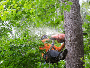 Tree Service