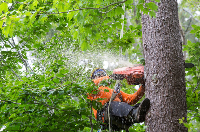 Factors to Consider When Hiring a Tree Service