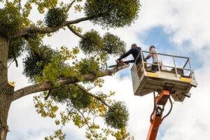 Tree Removal