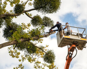 Tree Removal